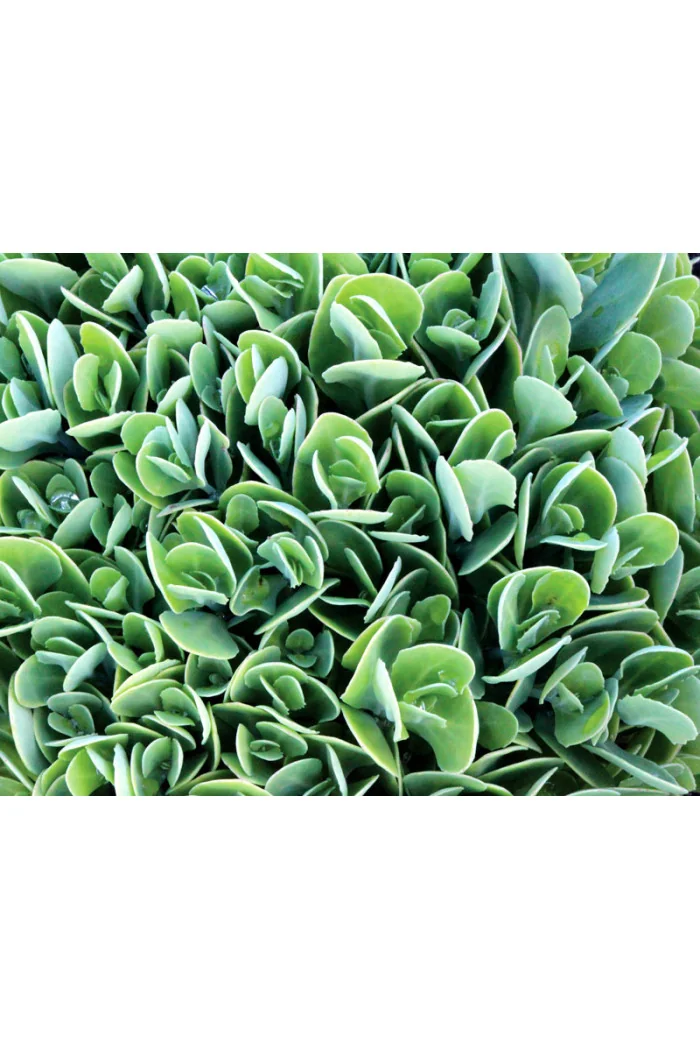 Rozchodnik 'Hot Stuff' Sedum spectabile