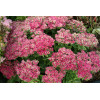 Rozchodnik 'Hot Stuff' Sedum spectabile