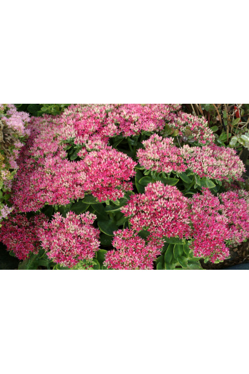 Rozchodnik 'Hot Stuff' Sedum spectabile