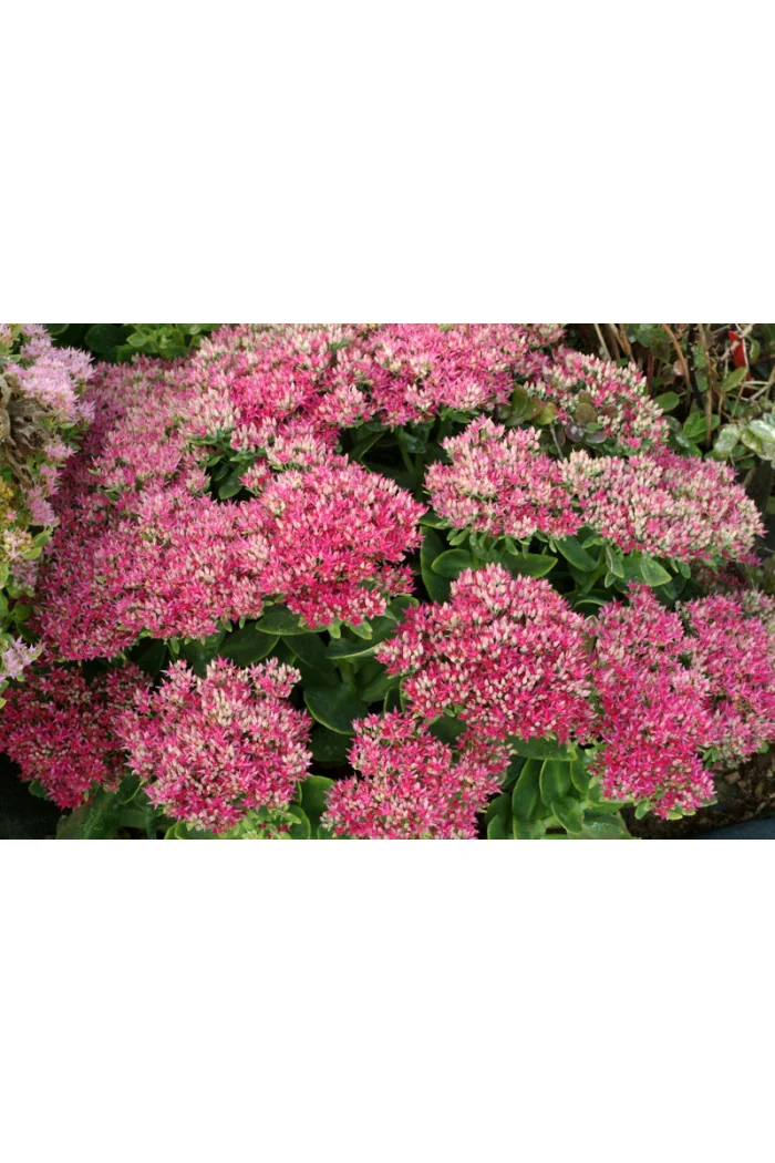 Rozchodnik 'Hot Stuff' Sedum spectabile