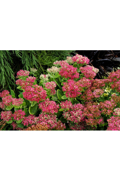 Rozchodnik 'Hot Stuff' Sedum spectabile