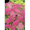 Rozchodnik 'Hot Stuff' Sedum spectabile
