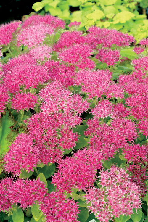 Rozchodnik 'Hot Stuff' Sedum spectabile
