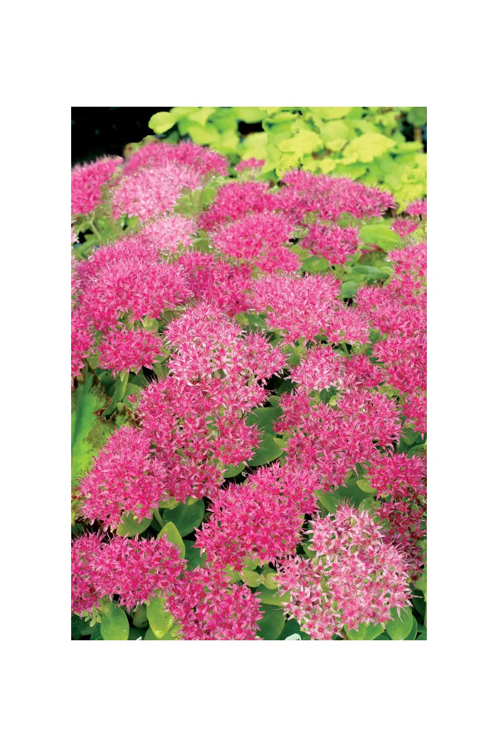Rozchodnik 'Hot Stuff' Sedum spectabile