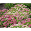 Rozchodnik 'Hot Stuff' Sedum spectabile