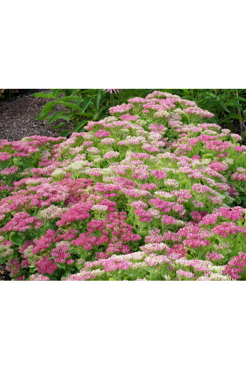 Rozchodnik 'Hot Stuff' Sedum spectabile