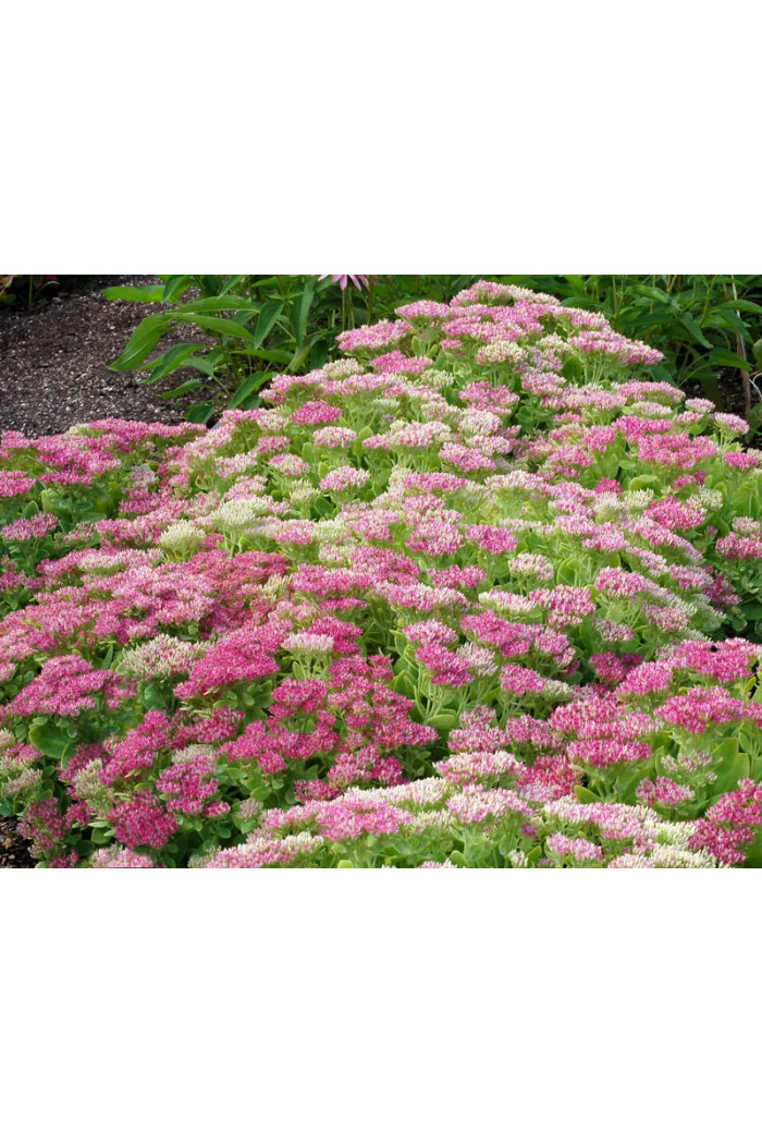 Rozchodnik 'Hot Stuff' Sedum spectabile