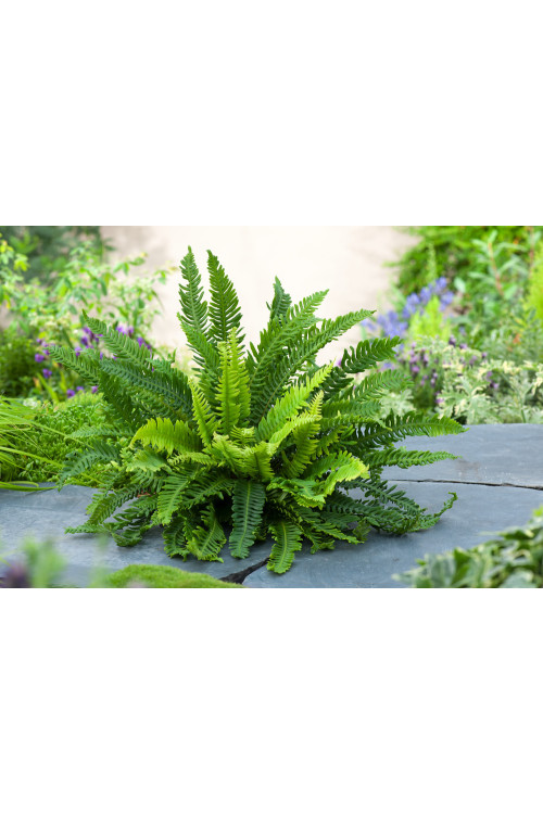 Podrzeń żebrowiec | Blechnum spicant