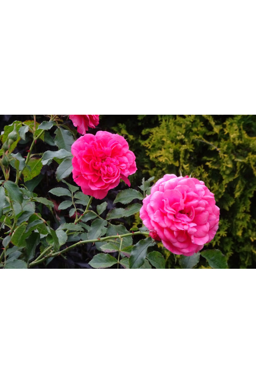 Róża pnąca różowa Rosa