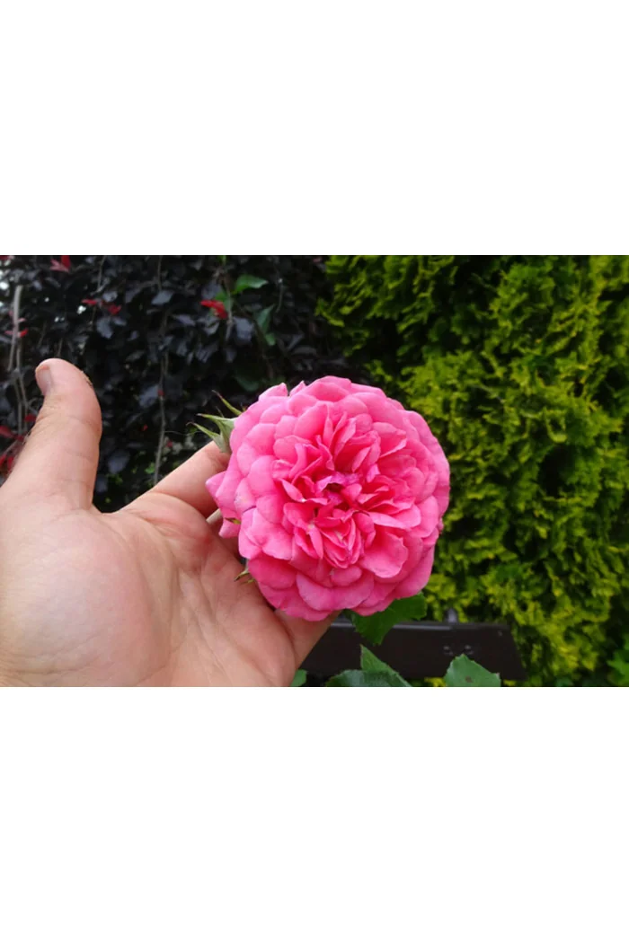 Róża pnąca różowa Rosa