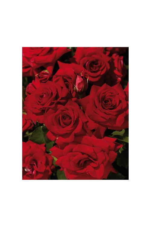 Róża wielkokwiatowa bordowa | Rosa