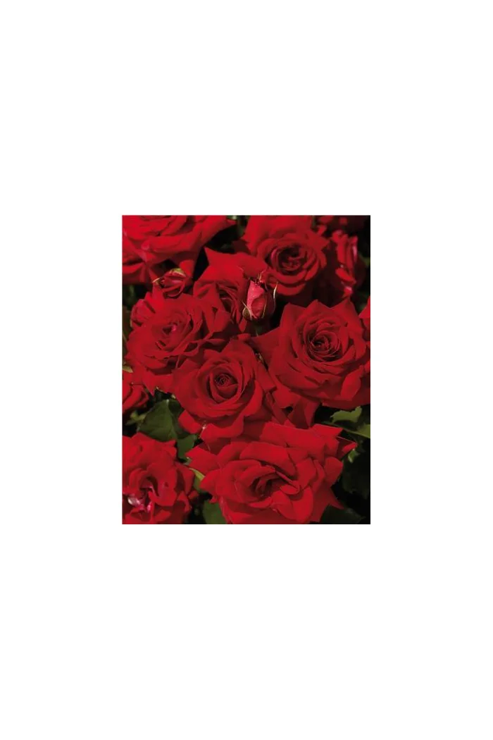 Róża wielkokwiatowa bordowa | Rosa