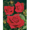 Róża wielkokwiatowa bordowa | Rosa