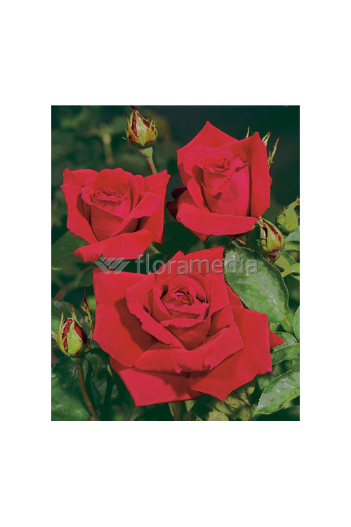 Róża wielkokwiatowa bordowa | Rosa