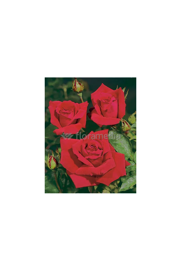 Róża wielkokwiatowa bordowa | Rosa