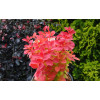 Berberys Thunberga 'Orange Ice' | Berberis thunbergii