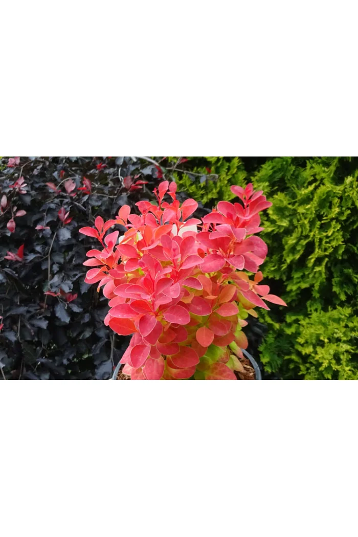 Berberys Thunberga 'Orange Ice' | Berberis thunbergii