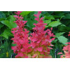 Berberys Thunberga 'Orange Ice' | Berberis thunbergii