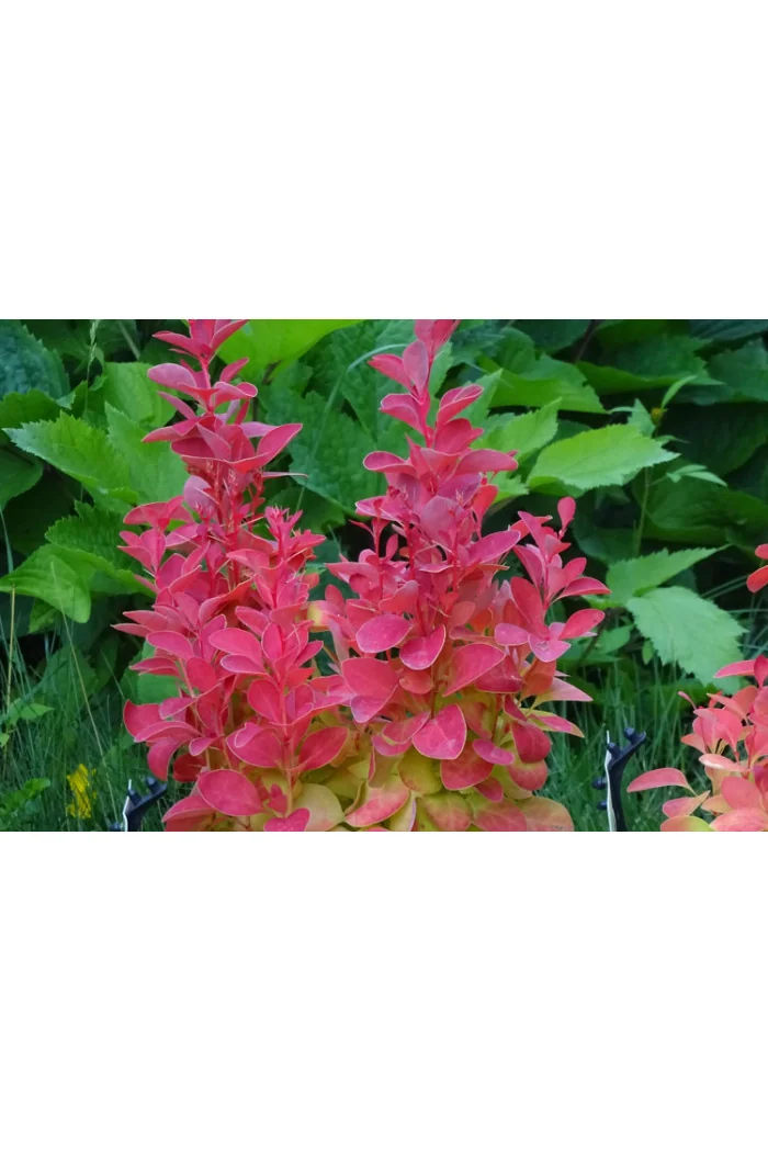 Berberys Thunberga 'Orange Ice' | Berberis thunbergii