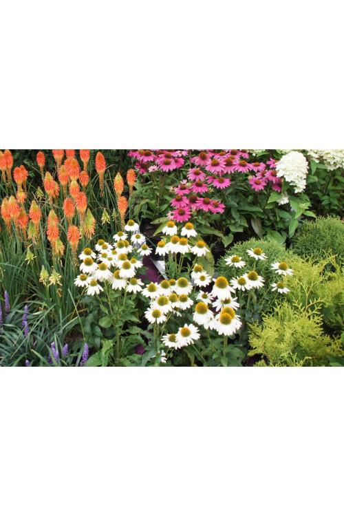 Jeżówka purpurowa 'White Swan' | Echinacea purpurea
