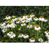 Jeżówka purpurowa 'White Swan' | Echinacea purpurea
