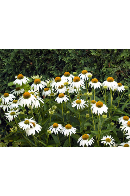 Jeżówka purpurowa 'White Swan' | Echinacea purpurea