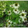 Jeżówka purpurowa 'White Swan' | Echinacea purpurea