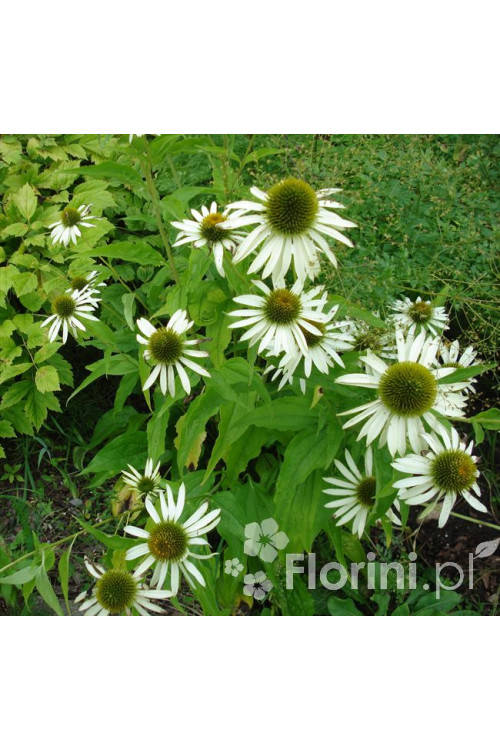 Jeżówka purpurowa 'White Swan' | Echinacea purpurea