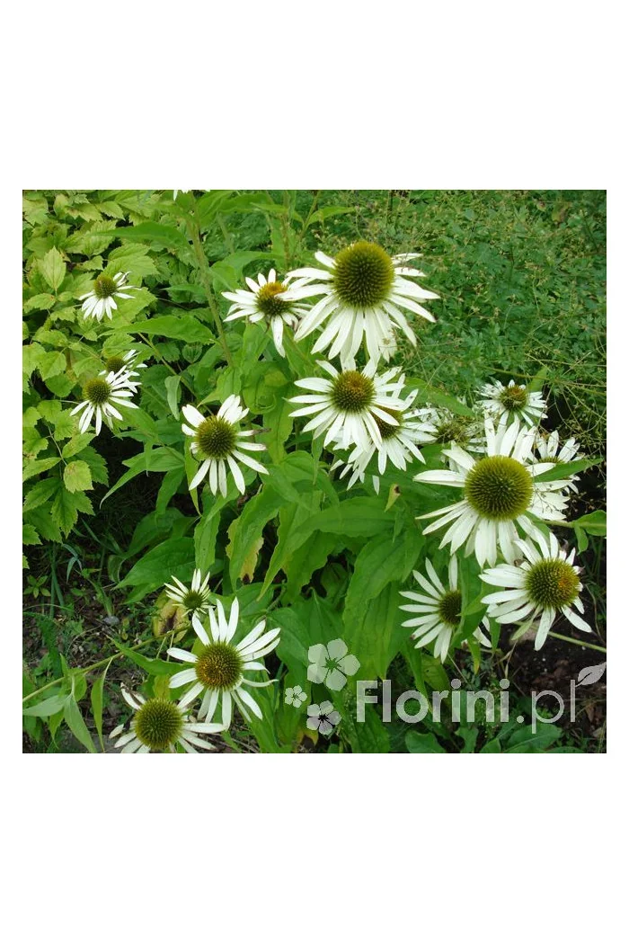 Jeżówka purpurowa 'White Swan' | Echinacea purpurea