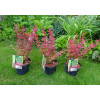 Berberys Thunberga 'Ruby Star' | Berberis thunbergii