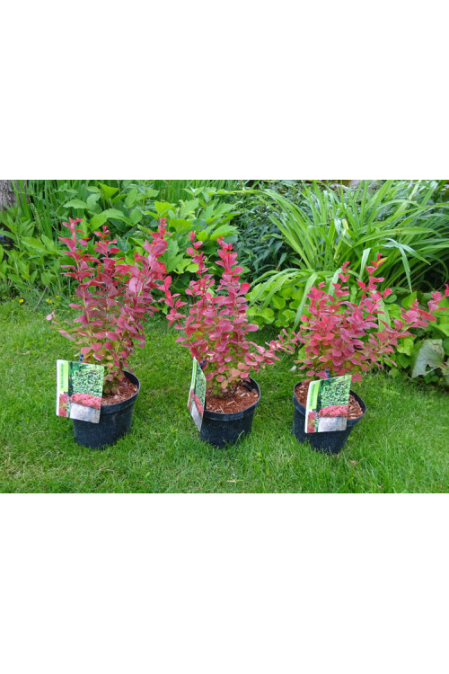 Berberys Thunberga 'Ruby Star' | Berberis thunbergii
