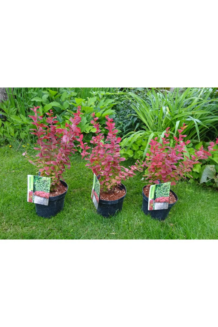 Berberys Thunberga 'Ruby Star' | Berberis thunbergii
