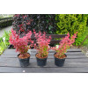 Berberys Thunberga 'Ruby Star' | Berberis thunbergii