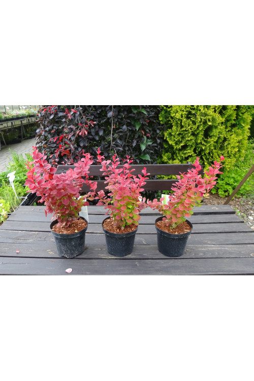 Berberys Thunberga 'Ruby Star' | Berberis thunbergii