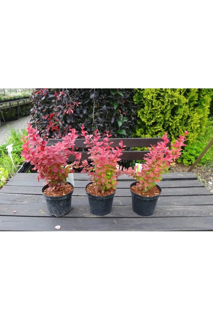 Berberys Thunberga 'Ruby Star' | Berberis thunbergii