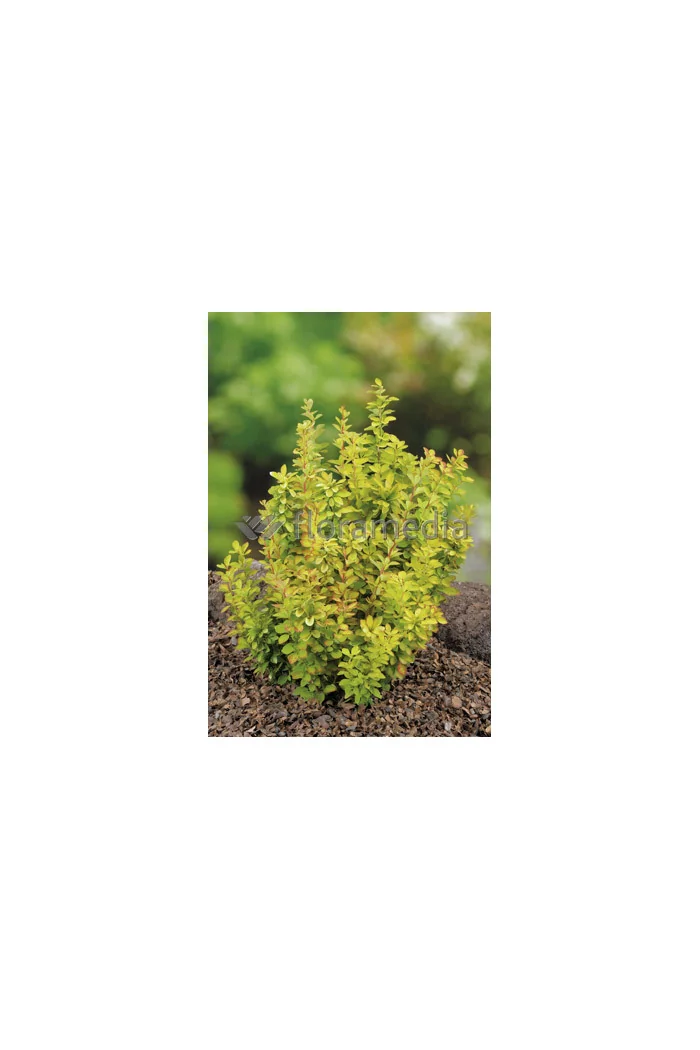 Berberys Thunberga 'Golden Torch' | Berberis thunbergii
