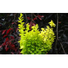 Berberys Thunberga 'Golden Torch' | Berberis thunbergii
