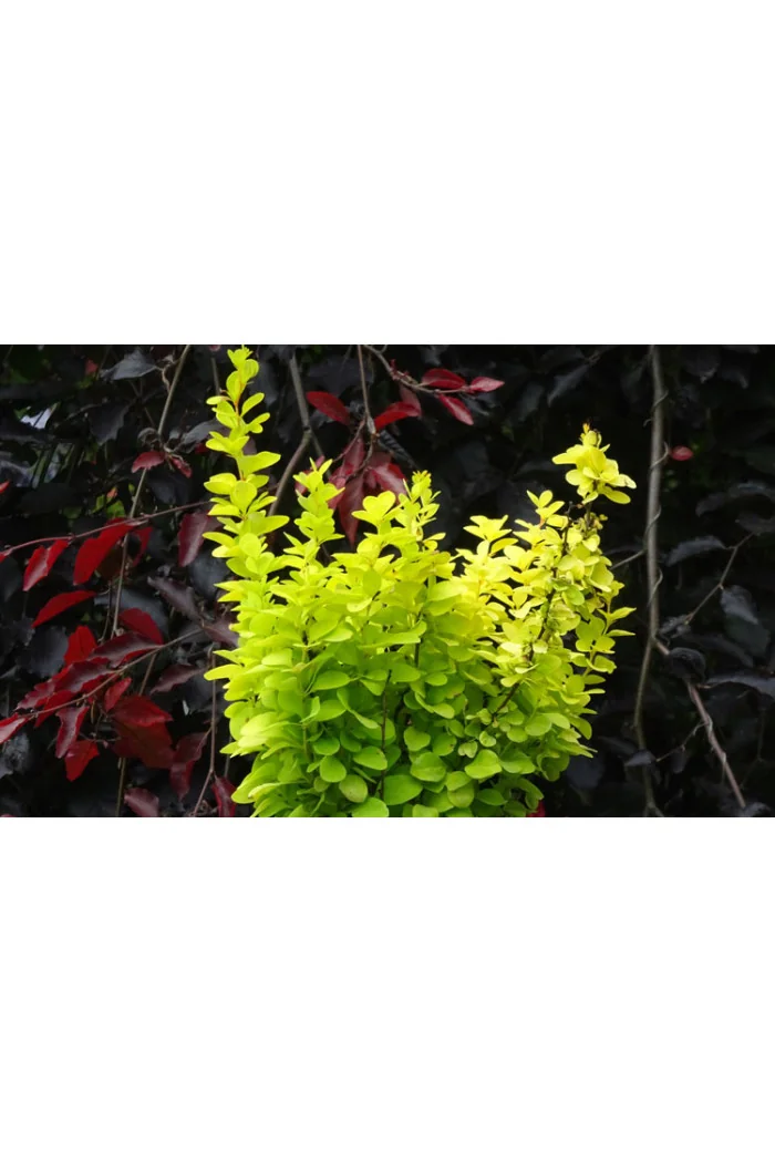 Berberys Thunberga 'Golden Torch' | Berberis thunbergii