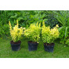 Berberys Thunberga 'Golden Torch' | Berberis thunbergii