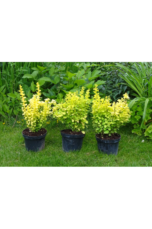 Berberys Thunberga 'Golden Torch' | Berberis thunbergii