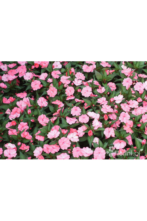 Sunpatiens (Niecierpek) 'Pink Pearl' | Impatiens