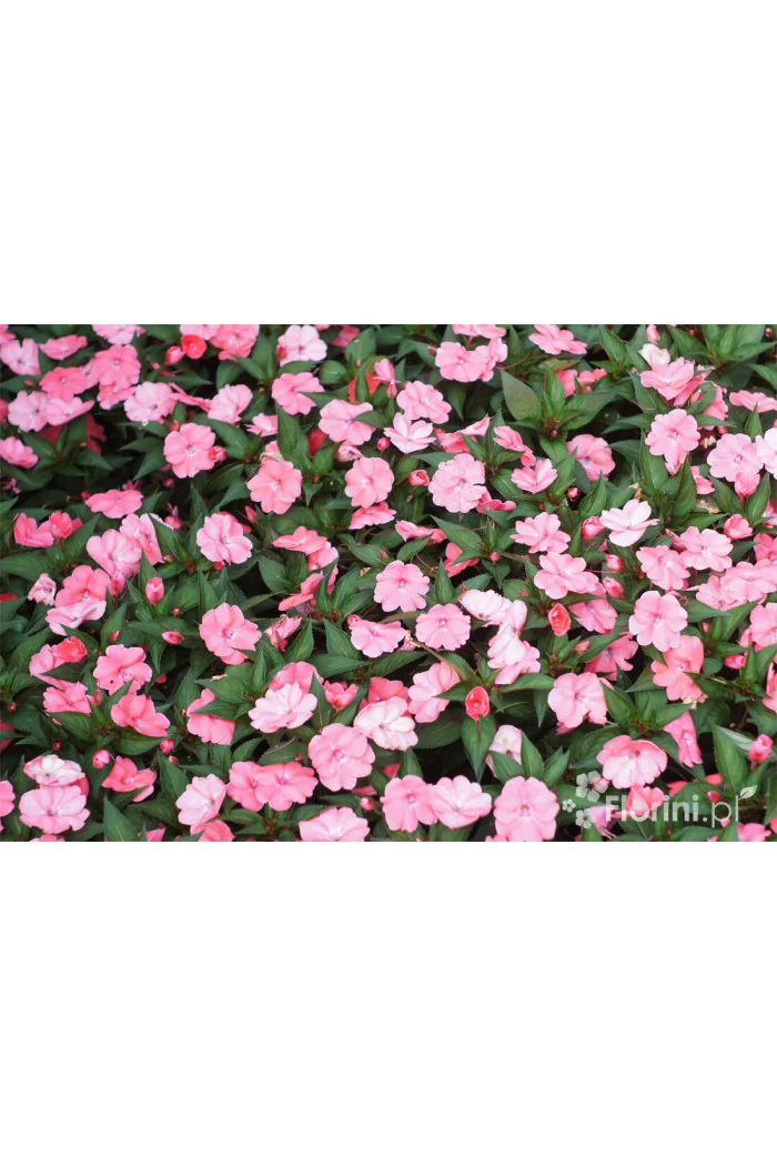 Sunpatiens (Niecierpek) 'Pink Pearl' | Impatiens
