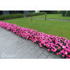 Sunpatiens (Niecierpek) 'Pink Pearl' | Impatiens