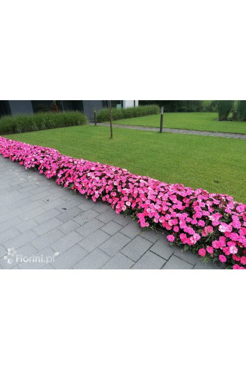 Sunpatiens (Niecierpek) 'Pink Pearl' | Impatiens