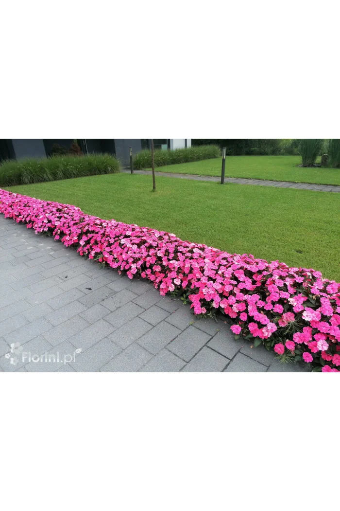 Sunpatiens (Niecierpek) 'Pink Pearl' | Impatiens