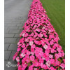 Sunpatiens (Niecierpek) 'Pink Pearl' | Impatiens