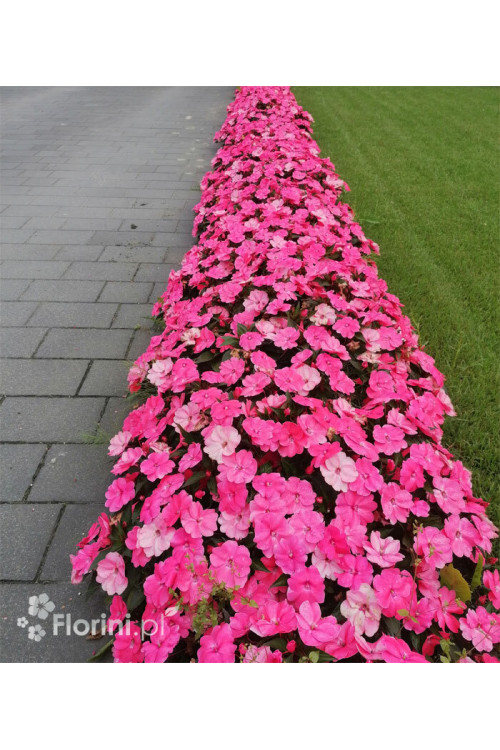 Sunpatiens (Niecierpek) 'Pink Pearl' | Impatiens