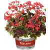 Pelargonia rabatowa 'Vancouver' | Pelargonium