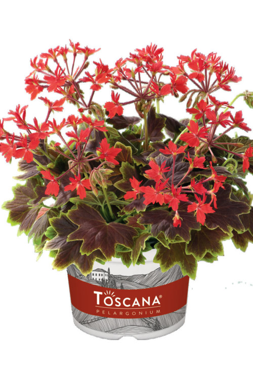 Pelargonia rabatowa 'Vancouver' | Pelargonium