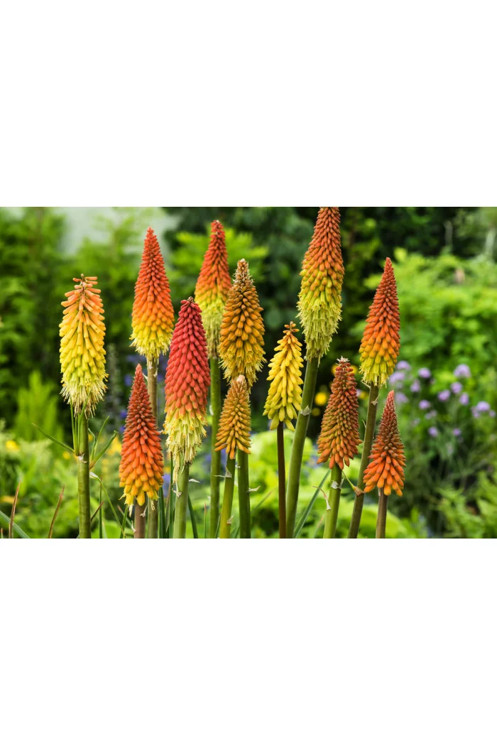 Trytoma groniasta 'Flamenco' | Kniphofia uvaria